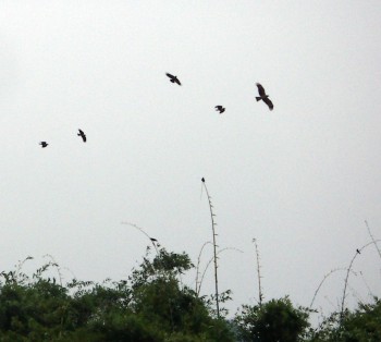 Avifauna humor